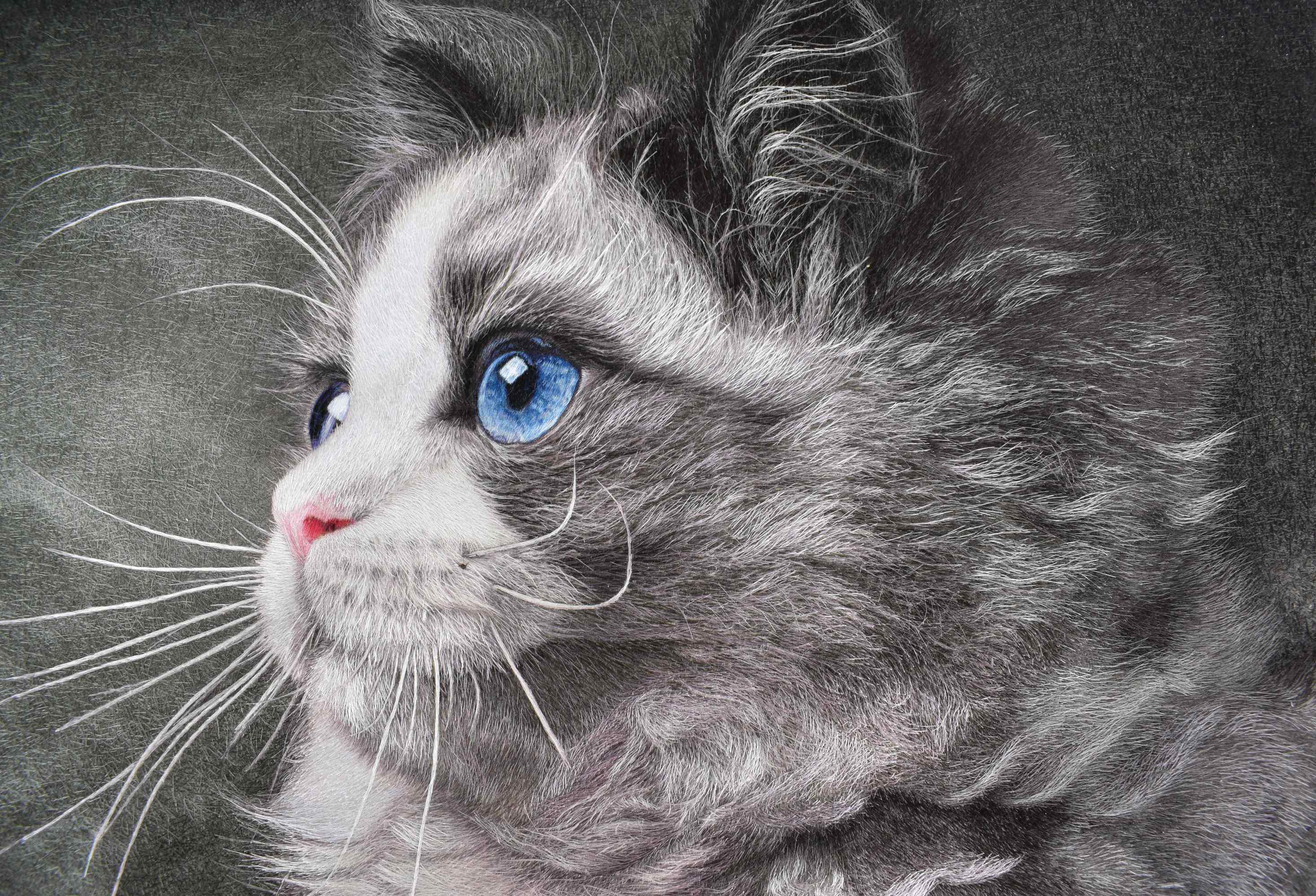 布偶猫